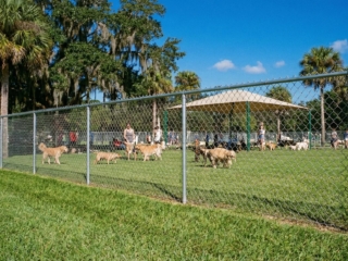 galvanized-chain-link-dog-park-florida Galvanized chain link fence dog park recreational facility Florida